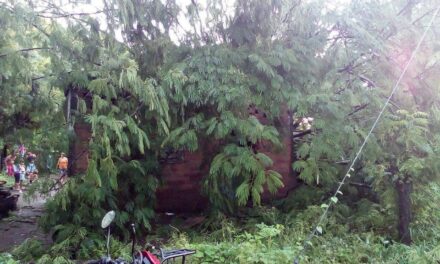 Un enorme árbol cae sobre una casa de La Paz Centro y lesiona a menor