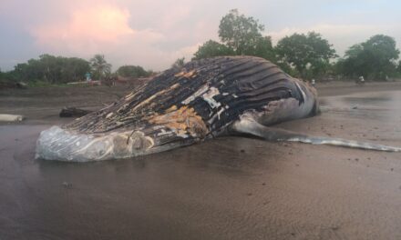 Ballena jorobada muere en Padre Ramos