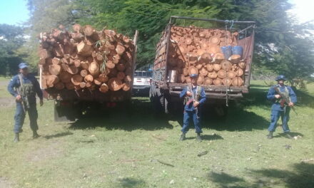 Entregan a MARENA 12 toneladas de madera incautada en Chinandega