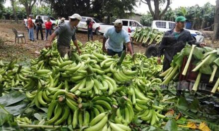 Caída del precio del plátano, pone de rodillas a productores de Rivas