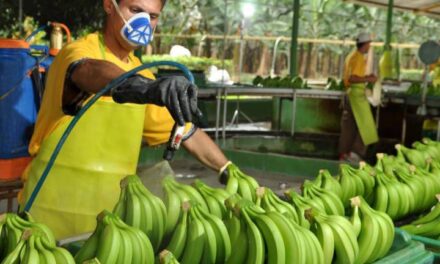 Despido masivo en empresa bananera deja a la deriva a migrantes nicaragüenses en Costa Rica