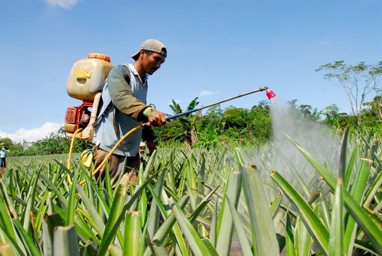 Reducción en arancel migratorio beneficiaría a nicaragüenses en el sector agropecuario de Costa Rica