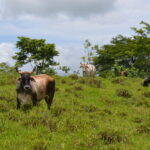 Vacas en Nicaragua