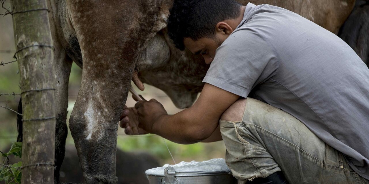 Nicaragua sin golpe de leche este año según productores - Darío Medios