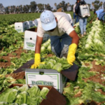 Inmigrantes indocumentados que trabajan en cultivos de Homestead, Florida, aseguran que están atemorizados por la promesa de deportaciones masivas del presidente electo Donald Trump. Expertos advierten sobre graves consecuencias económicas y sociales derivadas de estas medidas.